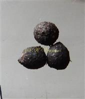  Seeds